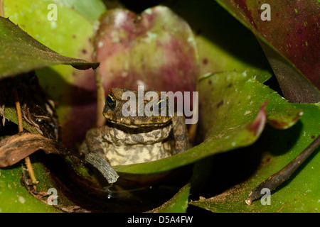 Cane Toad (Bufo marinus) assis dans une usine de broméliacées de nuit, Queensland, Asutralia, Novembre Banque D'Images