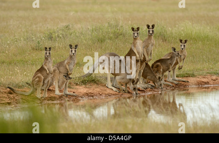 Le kangourou gris (Macropus giganteus) groupe familial par potable waterhole, Victoria, Australie, Novemebr Banque D'Images