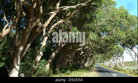 Alley, Cape Town, Afrique du Sud Banque D'Images