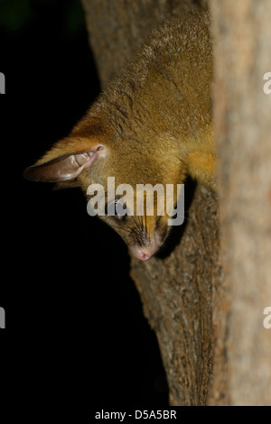 Possum à queue en brosse (Trichosurus vulpecula) escalade adultes vers le bas à l'arbre de nuit, Melbourne, Australie, novembre Banque D'Images