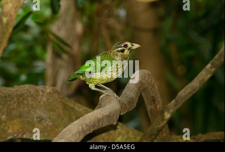 Chouette ou hibou noir Moqueur chat (Ailuroedus bimaculatus) perché sur branche, Queensland, Australie, novembre Banque D'Images