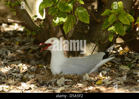 Silver Gull (Larus novaehollandiae) assis sur son nid sur le sol, Queensland, Australie, novembre Banque D'Images