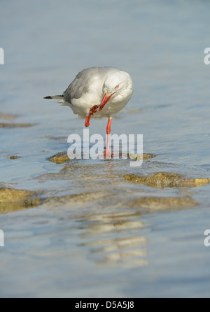 Silver Gull (Larus novaehollandiae) adulte debout dans l'eau de mer, à l'éraflure bec avec son pied, Queensland, Australie, novembre Banque D'Images