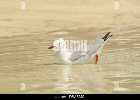 Silver Gull (Larus novaehollandiae) adulte debout dans l'eau de mer, à propos de se baigner, Queensland, Australie, novembre Banque D'Images