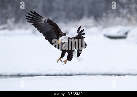 Atterrissage pygargue à tête blanche avec des ailes déployées Banque D'Images