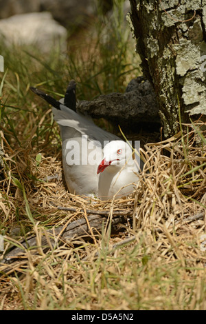 Silver Gull (Larus novaehollandiae) adulte assis sur son nid œufs en incubation, Queensland, Australie, Décembre Banque D'Images