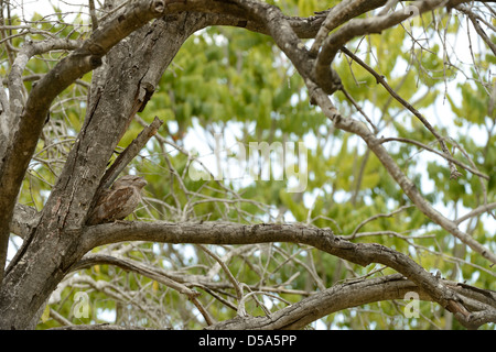 Podargus strigoides une grille supérieure (fauve) femelle adulte au repos dans la fourche de arbre, Queensland, Australie, novembre Banque D'Images
