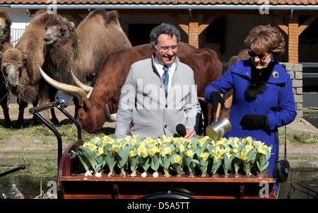 Amsterdam, Pays-Bas. 27 mars, 2013. La princesse Margriet ouvre 'Artis en fleurs" à l'occasion du 175e anniversaire de Artis d'Amsterdam. La princesse renommé un anniversaire spécial, appelé tulipe Tulipa Natura Artis Magistra. Photo : Albert Philip van der Werf /PRE/Pays-Bas - Banque D'Images