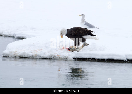 Pygargue à tête blanche se nourrit de salmon rivière chilkat Bald Eagle réserver. Banque D'Images