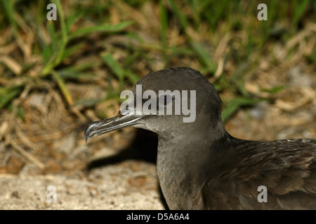 Wedge-tailed Shearwater (Puffinus pacificus) close-up de tête, sur la terre la nuit, Queensland, Australie, novembre Banque D'Images