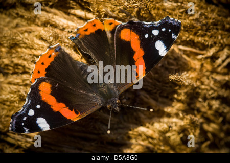 Papillon rouge amiral mâle (Vanessa atalanta) reposant sur une bûche. Banque D'Images