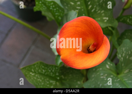 Calla Lily Orange Banque D'Images