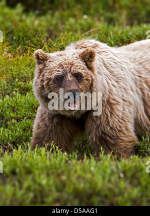 Ours grizzli (Ursus arctos horribilis), Col de Thorofare, Denali National Park, Alaska, USA Banque D'Images