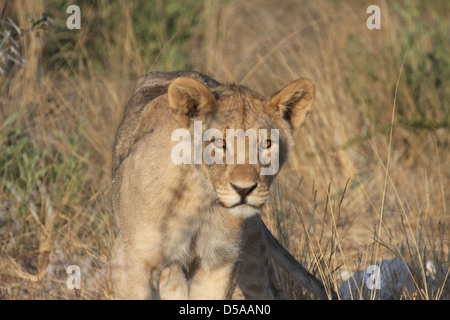 Femme lion dans le parc national d'Etosha, Namibie, Afrique du Sud Banque D'Images