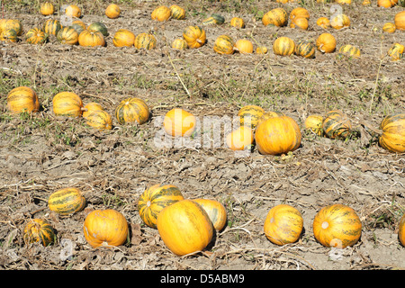 La maturation des citrouilles jaune le soleil de l'été dans les régions rurales de Havelock North Hawkes Bay, Nouvelle-Zélande Banque D'Images