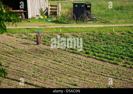Enfant dans une rubrique d'un Amish farm près de Lucknow, Ontario. Banque D'Images