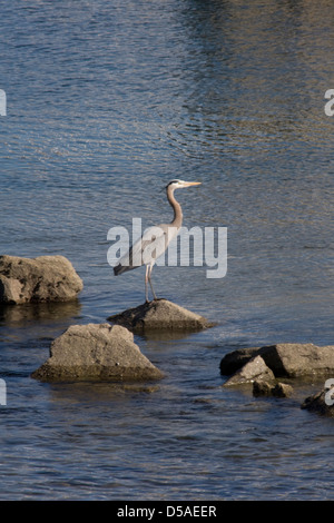 Grand Héron hanging out at Fisherman's Wharf de Monterey, en Californie. Banque D'Images