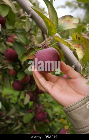 Cueillette de pommes est une tradition familiale au Québec. Images de la Presse canadienne/Lee Brown Banque D'Images