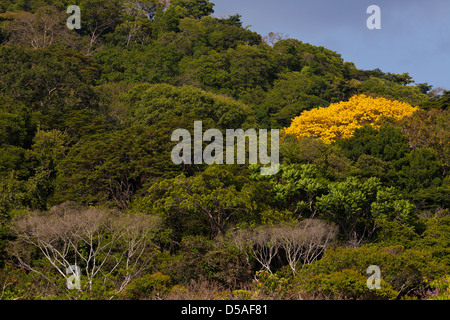 Arbre d'or (Guayacan) sci,nom ; Tabebuia guayacan, au parc national de Soberania, province de Panama, République du Panama. Banque D'Images