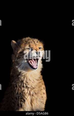 Un close-up de Guépard (Acinonyx jubatus) montrant les dents, fond noir, le zoo de Whipsnade, UK Banque D'Images