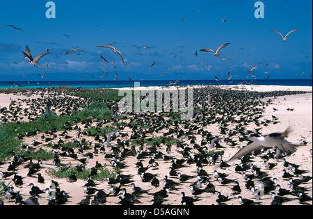 Les oiseaux de nicher Michaelmas Cay marine national park grande barrière de corail, Queensland, Australie Banque D'Images