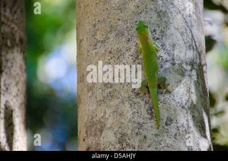 Lime Green ghecko perché sur un arbre dans la forêt tropicale de Madagascar Banque D'Images