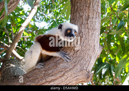 Coquerel's sifaka lemur accroché sur un arbre dans le Parc National Ankarafantsika Mahajanga dans la province de l'ouest de Madagascar Banque D'Images