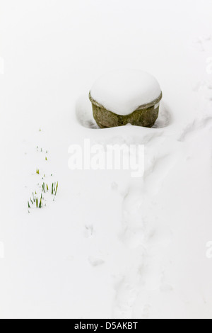 Les feuilles de la jonquille sortant de la neige à côté d'une grande plante en pot rempli de neige Banque D'Images