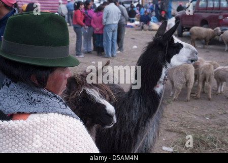 Un équatorien femme avec une fedora hat se distingue par deux lamas à l'animal dans le marché hebdomadaire de Saquisili, en Équateur. Banque D'Images