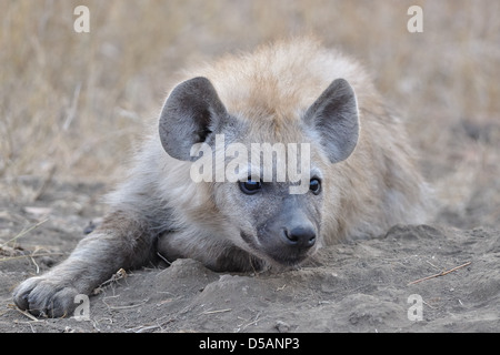 L'Hyène tachetée (Crocuta crocuta), étendue sur le sol, Kruger National Park, Afrique du Sud, l'Afrique Banque D'Images