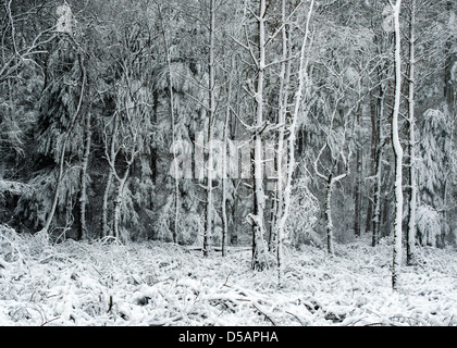 Les arbres couverts de neige en hiver. Oakley woods, Warwickshire, Angleterre Banque D'Images