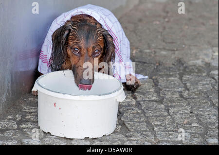 Dix-année-vieux teckel 'Ajax' est situé sur le trottoir en face d'une maison, complètement épuisé, couvert de serviettes humides et fourni avec un bol d'eau à Berlin, Allemagne, 16 juillet 2010. Son propriétaire avait sauvé le chien de sa propre voiture, où le chien était censé attendre pour quelques minutes, ce qui était déjà assez pour faire Ajax s'effondrer. Les chiens n'ont pas de glandes sudoripares et Banque D'Images