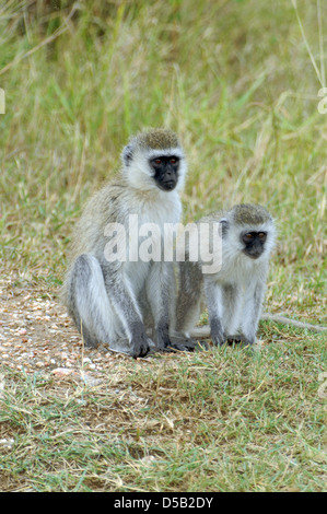 L'Afrique, Tanzanie, Lake Manyara National Park, et un singe (Chlorocebus pygerythrus) Mère et les jeunes Banque D'Images