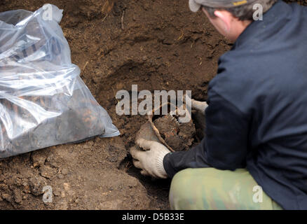 Un membre du personnel de l'association d'aide allemand récupère les restes de soldats allemands de la Seconde Guerre mondiale en Glasunovka, Russie, 17 octobre 2009. Quelque 1700 soldats ont été enterrés au cimetière de la divison et va maintenant être transféré dans un cimetière collectif à Besedino. La plupart des soldats sont morts dans la bataille de Koursk en 1943 qui est considérée comme la plus grande bataille de chars de la w Banque D'Images