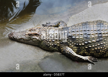 Dans le grand zoo crocodile Banque D'Images