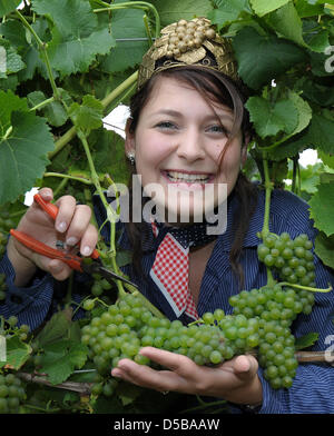 La princesse Vin de Mussbach, Mona Baeder, coupe la récolte des raisins comme le coup d'envoi à gersfeld, Allemagne, 18 août 2010. La première récolte a commencé vignerons traditionnellement avec le 'variétés' précoce pour la 'Federweisser'. Photo : Ronald Wittek Banque D'Images