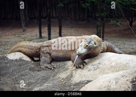 Varanidae ou komodo dans Zoo de Singapour. Banque D'Images