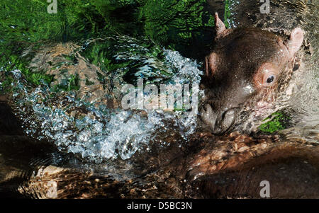 Le nouveau-né encore sans nom et sa mère hippopotame Kathi reste dans l'eau du Zoo de Berlin, Allemagne, 24 août 2010. Le bébé hippo est né le 09 août 2010. Photo : Hannibal Hanschke Banque D'Images