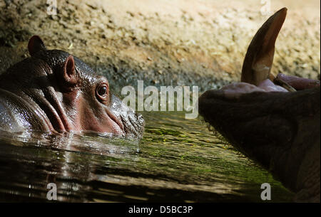 Le nouveau-né encore sans nom montres sa mère hippopotame Kathi dans l'eau du Zoo de Berlin, Allemagne, 24 août 2010. Le bébé hippo est né le 09 août 2010. Photo : Hannibal Hanschke Banque D'Images