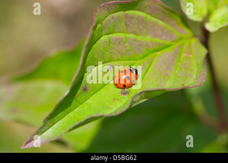 Coccinelle (Coccinella septempunctata) sur un avion pour manger sur une feuille Banque D'Images