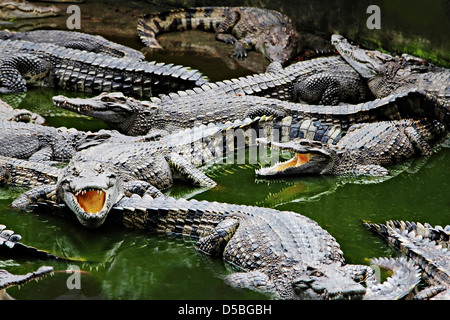 Les crocodiles fermer jusqu'en Thaïlande Banque D'Images