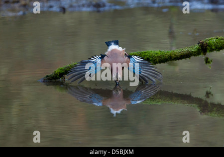 Garrulus glandarius. Eurasian Jay avec ailes déployées et se reflètent dans la piscine ci-dessous. Banque D'Images