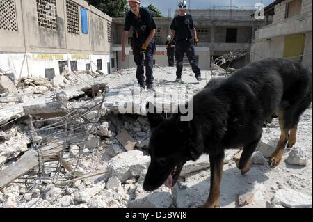 Un chien renifleur de l'équipe de sauvetage et de secours allemand entreprise I.S.A.R. (International Recherche et Sauvetage) recherche les survivants du tremblement de terre de mardi dans les ruines de Port-au-Prince, Haïti, 17 janvier 2010. Il est à craindre que le séisme de magnitude 7 tués entre 50,000 et 100,000 personnes. Les travailleurs de secours d'arriver à Port-au-Prince ont été confrontés avec le chaos, la destruction, pieux o Banque D'Images