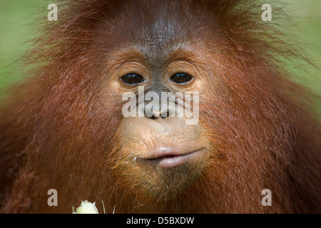 L'orang-outan, Pongo pygmaeus (juvénile), manger de la canne à sucre. Nyaru Menteng Le Projet de réintroduction de l'orang-outan, Kalimantan, Indonésie Banque D'Images