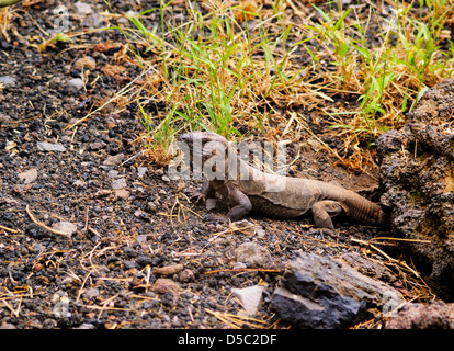 El Hierro (Gallotia simonyi Lézard géant) Banque D'Images