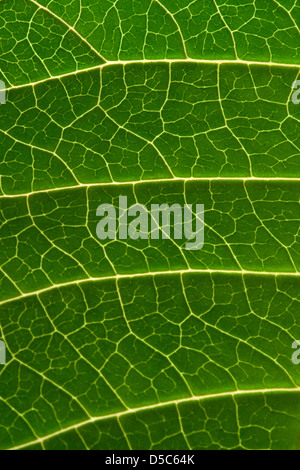 Feuille d'hibiscus, feuille verte, Hibiscus (Hibiscus rosa-sinensis) Banque D'Images