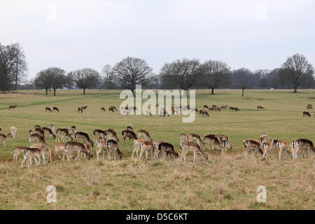 Richmond Park, Angleterre, Royaume-Uni. 28 mars, 2013. Les cerfs se nourrissent de l'herbe à Richmond Park, au sud ouest de Londres. Le plus grand des parcs royaux, c'est une réserve naturelle nationale, la plus grande de Londres Site d'intérêt scientifique et d'une zone spéciale de conservation. Banque D'Images