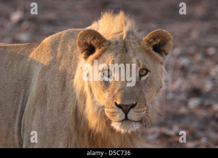 Young male lion dans le parc national d'Etosha, Namibie, Afrique du Sud Banque D'Images