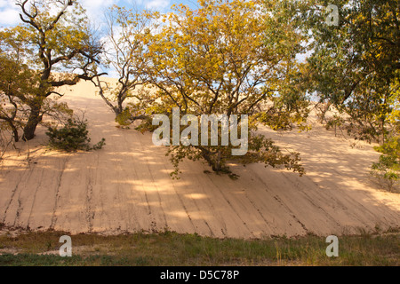 Les arbres de chêne noir MOUNT BALDY DUNE Indiana Dunes National Lakeshore PORTER LE LAC MICHIGAN INDIANA USA Banque D'Images