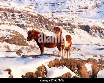 Poneys Islandic sur un pâturage recouvert de neige, le sud de l'Islande Banque D'Images